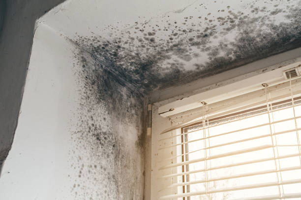 Affordable Basement Mold Removal solutions in Rockton, PA