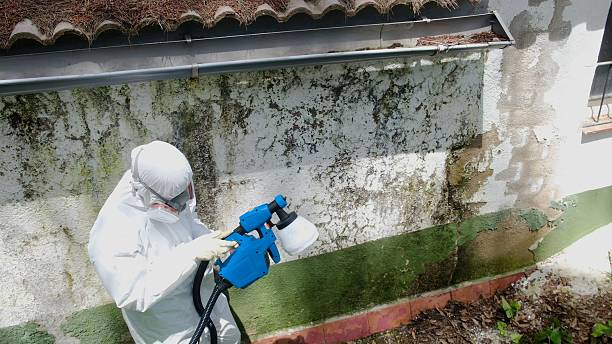 Top rated local Basement Mold Removal specialists in Rockton, PA